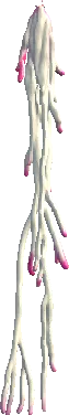 3D Model Thumbnail for Animanie Roots